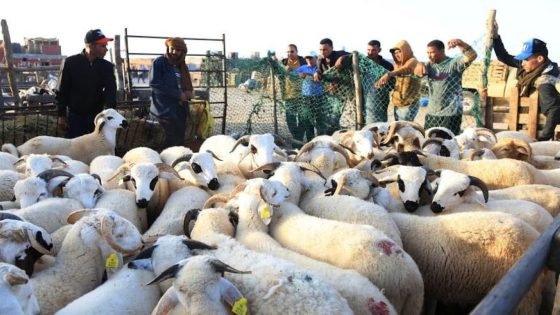 وفرة الوحدات الكلئية في المراعي تشكل دفعة قوية لقطيع الماشية استعدادا لعيد الأضحى